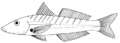 Sillago vittata2