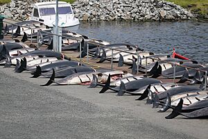 Skálabotnur, Faroe Islands in July 2022