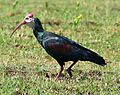 Southern Bald Ibis (Geronticus calvus) (29865447691)