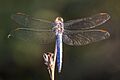 Southern skimmer (Orthetrum brunneum) male Bulgaria