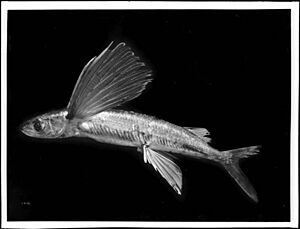 Specimen of a flying fish from Santa Catalina Island, ca.1900-1910 (CHS-1416)
