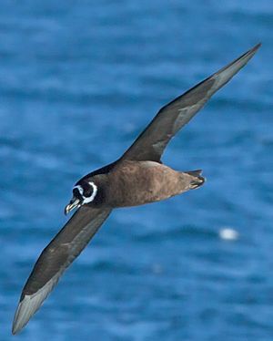 Spectacled Petrel, Procellaria conspicillata Cropped.jpg