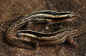 Sphaerodactylus cochranae.jpg