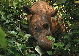 Sumatran Rhinoceros Way Kambas 2008