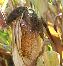Symptoms corncobs destruction caused by Ostrinia nubilalis (cropped)