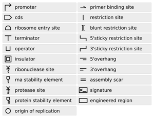 Synthetic Biology Open Language (SBOL) standard visual symbols