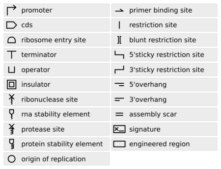 Synthetic Biology Open Language (SBOL) standard visual symbols