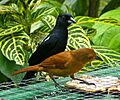 Tachyphonus rufus -Asa Wright Nature Centre, Northern Range, Trinidad, Trinidad and Tobago -pair-8a-3c