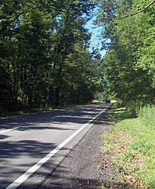 A paved roadway seen from its right with a solid yellow line on the left, dashed white line in the middle and solild white at right goes into an area at the center of the image where branches from the tall trees on either side hang over and shade it from the sunlight coming in from the left