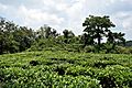 Tea Garden at Indo-Bhutan Border at Darranga, Assam