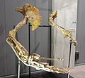 Therizinosaurus arms