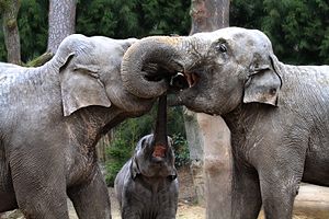 Three elephant's curly kisses