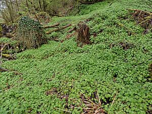 Tolmiea menziesii, the Pick-a-back, Piggyback or Thousand Mothers plants monoculture