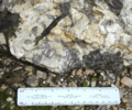 Tourmaline in Pegmatite, near Redding, CT