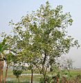 Tree in Kolkata W IMG 4582