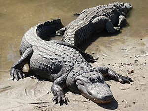 Two american alligators