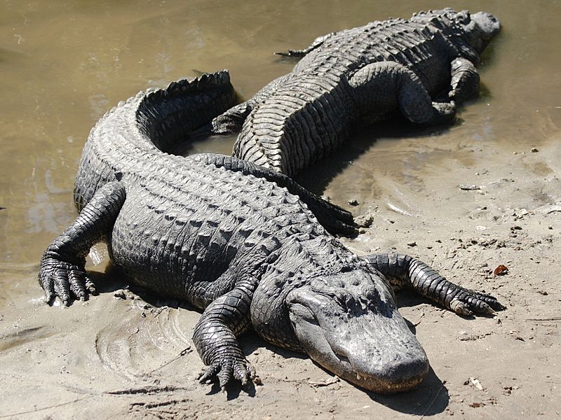 Two american alligators