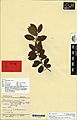 Vaccinium cereum cheesemanii G.Forst. (AM AK46028)