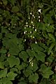 Vancouveria hexandra 6356