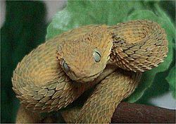 Atheris ceratophora - Wikipedia