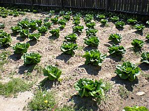 Vegetable garden at Colonial Williamsburg - Stierch
