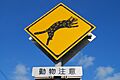 Warning signs for Iriomote cat