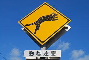 Warning signs for Iriomote cat