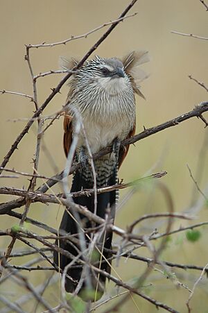 White-browed Coucal