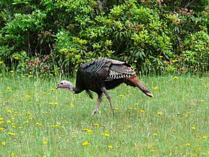 Wild Turkey-27527-1