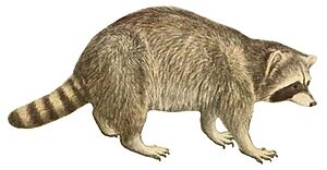 Wild animals of North America, intimate studies of big and little creatures of the mammal kingdom (Page 410) (white background)