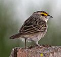Yellow-crowned Sparrow