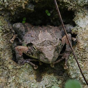 リュウキュウカジカガエル1.JPG