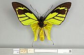 013605525 Ornithoptera meridionalis ventral male