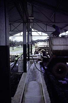 ASC Leiden - F. van der Kraaij Collection - 13 - 016 - The Firestone rubber plantation. Interior of the latex factory - Harbel, Montserrado county, Liberia - 1976
