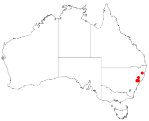 "Acacia bulgaensis" occurrence data from Australasian Virtual Herbarium