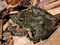 Acris crepitansPCCA20061001-8206B1