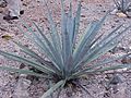 Agave tequilana0