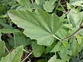 Althaea officinalis sl12