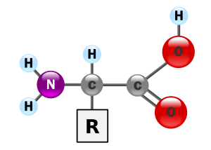 AminoAcidball