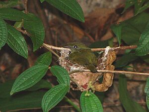 Araripe Manakin (Antilophia bokermanni) on nest.jpg