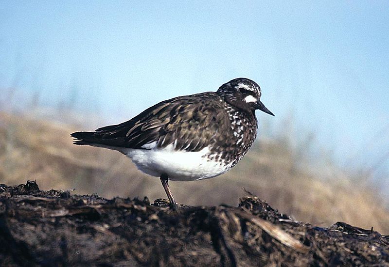 Arenaria melanocephala1