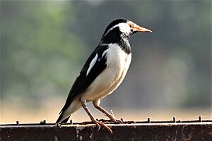 Asian Pied Starling (Pied Myna)