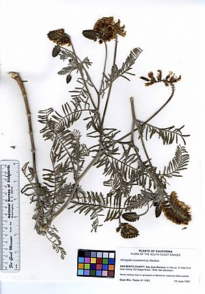 Astragalus asymmetricus (5903588722).jpg