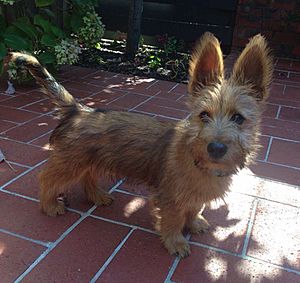 Australian Terrier - Puppy
