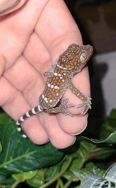 Baby Tokay gecko