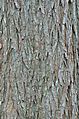 Bald Cypress Taxodium distichum Bark Vertical
