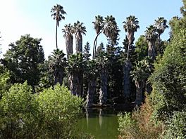 Baldwin Lake - Los Angeles County Arboretum and Botanic Garden.jpg