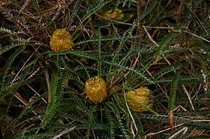 Banksia nivea 01 gnangarra