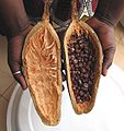 Baobab - seeds from one fruit, Adansonia digitata