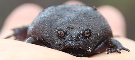 Black Rain Frog imported from iNaturalist photo 15409543